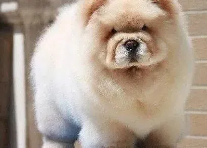 松狮犬|狗狗喂养保健经 饲养松狮犬需要注意的四点