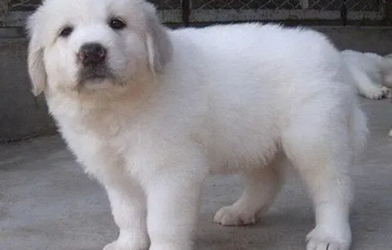 大白熊犬|大白熊犬患上犬瘟热，发烧流鼻涕有医治的方法吗