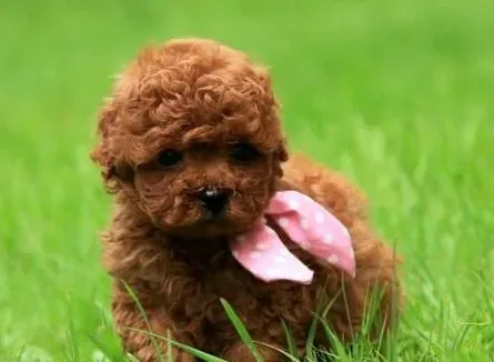 泰迪幼犬吃什么狗粮最好 天然粮负担更小 | 泰迪狗