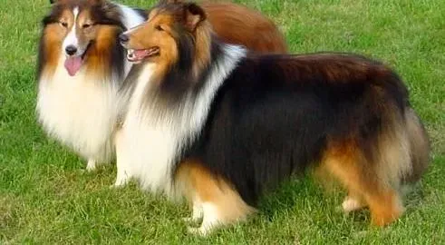 喜乐蒂|喜乐蒂犬肚皮和大腿内侧起红点是什么情况