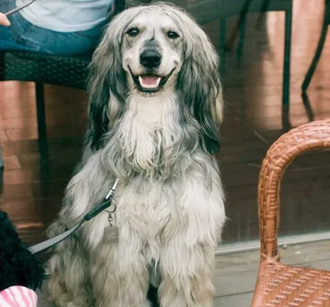 阿富汗猎犬驯养 喂食应定时定点 | 阿富汗猎犬