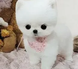 博美犬|博美犬的成长离不开饲养与护理