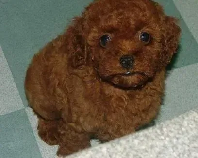 贵宾犬|揭秘贵宾犬出现叹气的原因是什么