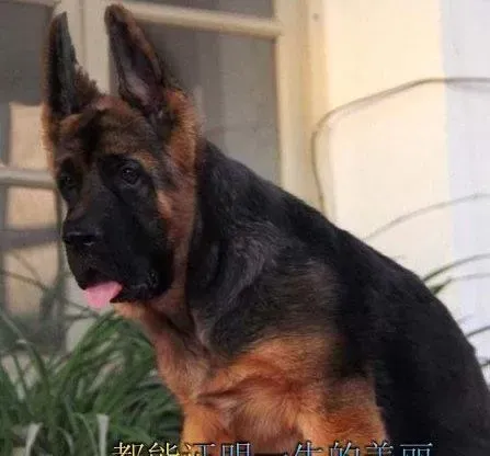 德国牧羊犬|在德国牧羊犬的成长中不需要吃哪些食物