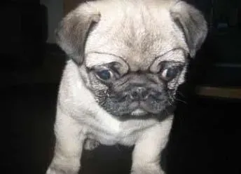 巴哥犬|巴哥犬拉白色虫卵可以打疫苗吗
