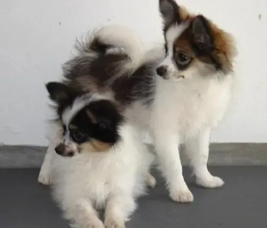 蝴蝶犬|蝴蝶犬为何喜欢经常的舔地面