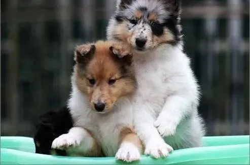 苏格兰牧羊犬|寄生在苏格兰牧羊犬体外的寄生虫有哪些