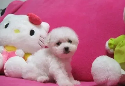 比熊犬|比熊犬的训练效果会受到哪些因素的影响