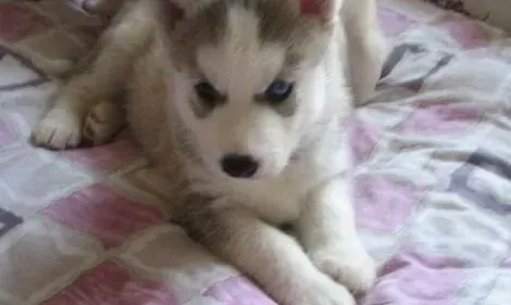 哈士奇|健康至高无上 怎样医治处理患上皮肤病的哈士奇