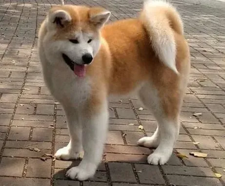 秋田犬|秋田犬最近流鼻涕，有点拉稀有问题吗
