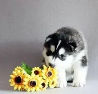 哈士奇|怎么帮助哈士奇刷牙 求解答方法