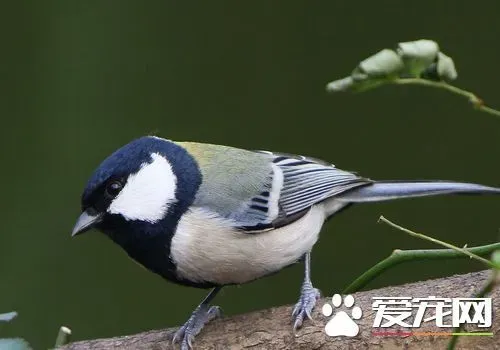 大山雀的叫声 大山雀有造句语言能力 | 大山雀