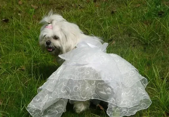 西施犬如何美容 西施犬定期修剪指甲 | 西施犬