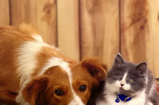 狗为什么怕猫 狗狗与猫咪的不和之因 | 