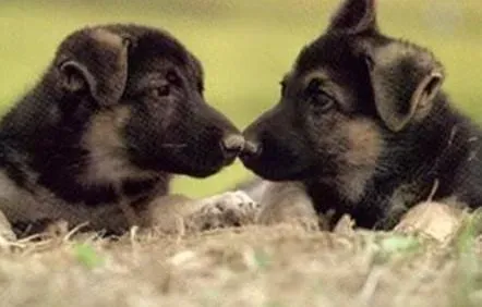 德国牧羊犬|怎样应对家中德国牧羊犬幼犬乱叫的现象