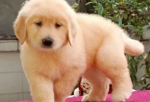金毛|拉肚子期间的腊肠犬可以补充葡萄糖吗