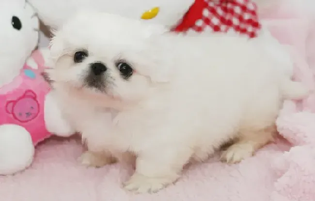 京巴狗|你应该如何理解京巴狗胡乱的吠叫