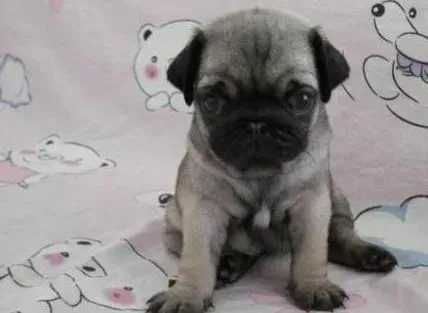 巴哥犬|巴哥犬身上出现很多皮屑，掉毛严重是什么问题