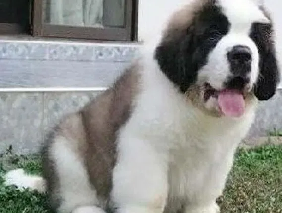 圣伯纳犬|圣伯纳犬吹空调感冒了什么都不吃怎么办