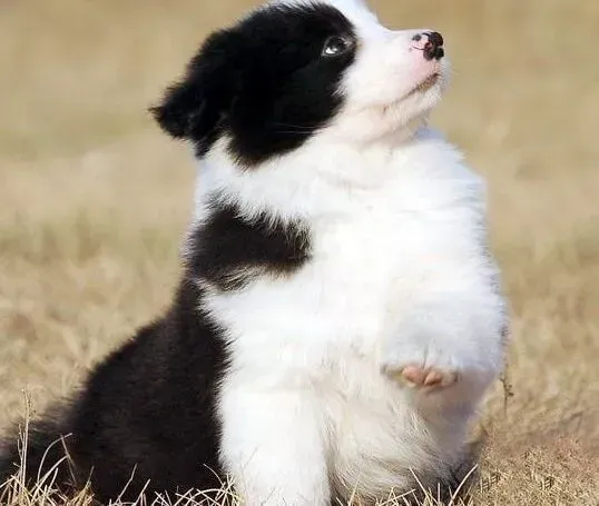 边境牧羊犬|怎样能够看出边境牧羊犬是否缺钙