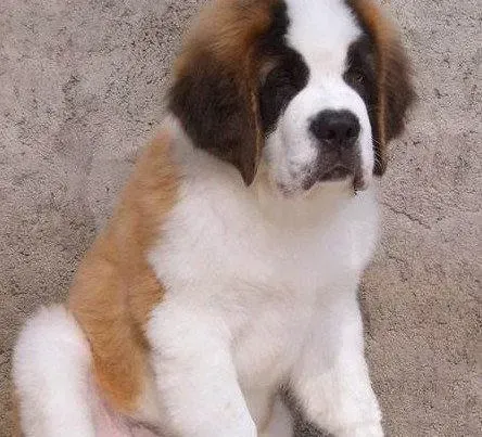 圣伯纳犬|主人自己在家怎么给圣伯纳犬驱虫