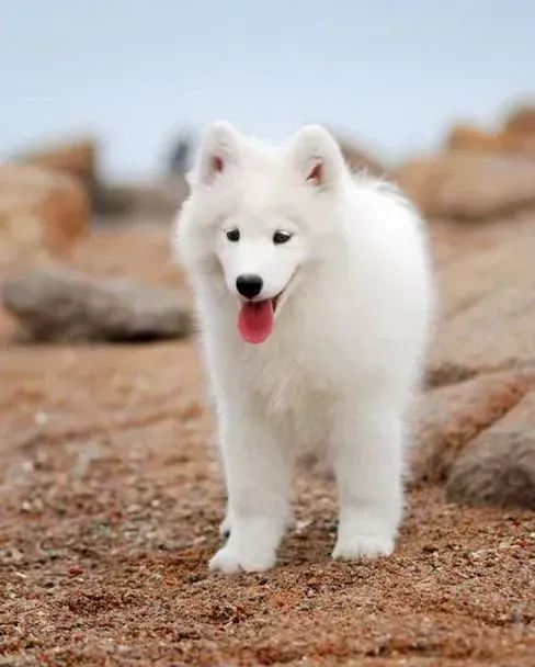 银狐犬|银狐犬没精神，不吃东西怎么办