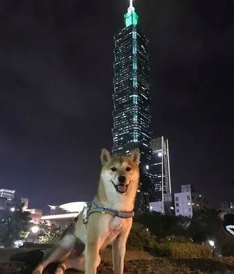 2柴和照？原来还有一只隐藏版的袋鼠黑柴