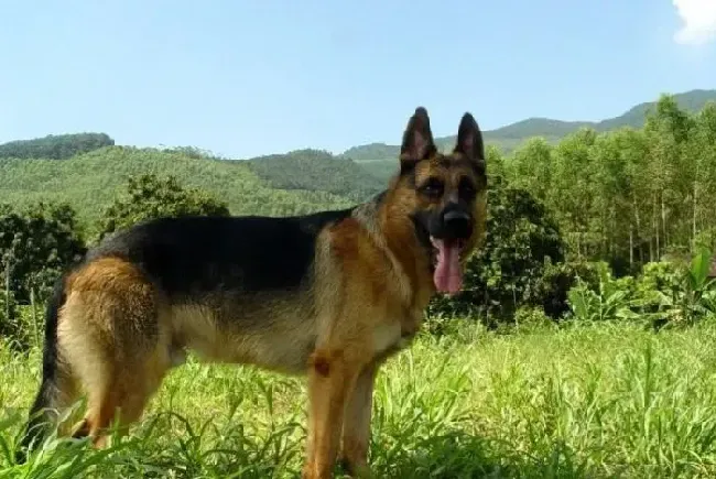 德国牧羊犬|德国牧羊犬患老年痴呆之后的15种症状