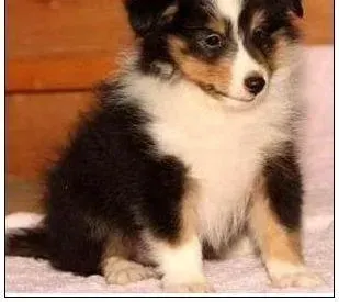 苏格兰牧羊犬|怎样掌握苏格兰牧羊犬刷牙的正确手法