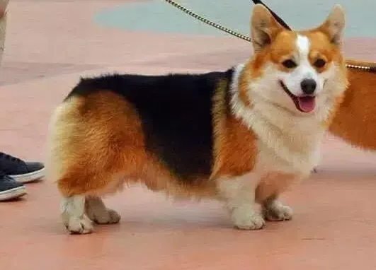 柯基犬|柯基犬吃干狗粮好吗 会不会有影响