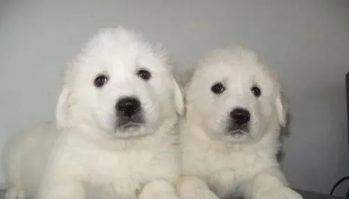 大白熊犬好训练吗 大白熊犬怎么训练 | 大白熊犬
