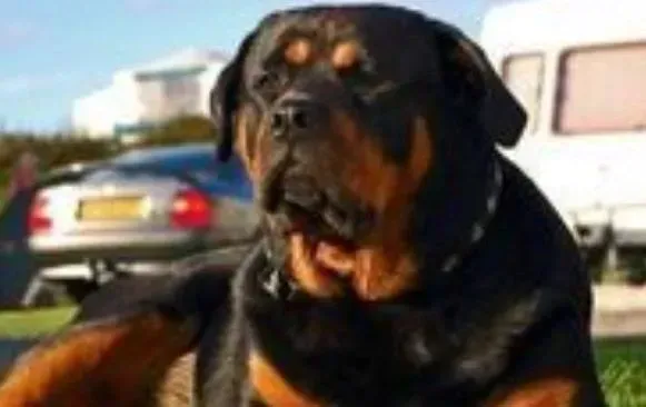 罗威纳犬|资深专家告诉你不同时期的罗威纳犬应如何照顾