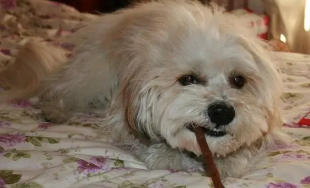 西施犬寿命多长 西施犬的寿命在12到14年 | 西施犬