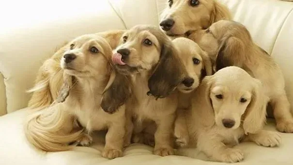 可卡犬|了解可卡犬的行为习惯