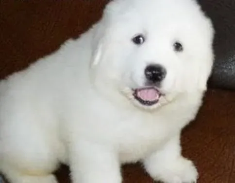 大白熊犬|大白熊犬都需要哪些营养？缺乏维生素会造成什么后果