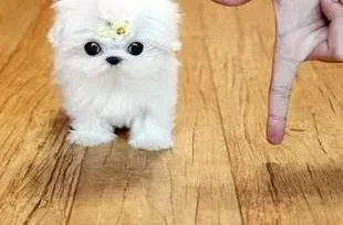 马尔济斯|怎样让马尔济斯犬的身体更健康
