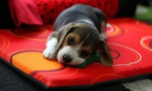 比格犬|比格犬粑粑像黄色的果冻 黏黏的还有虫怎么回事