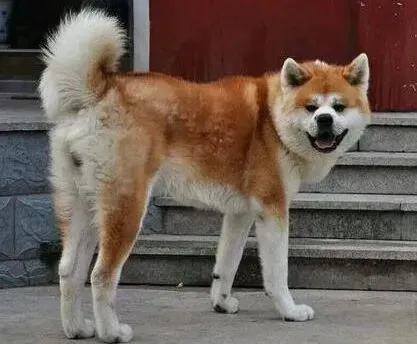 秋田犬|秋田犬的耳朵发红是怎么了 求解答