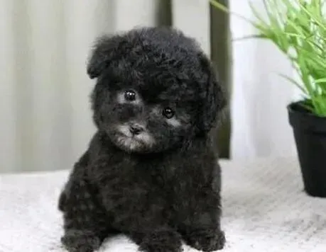 泰迪犬|有养泰迪经验的朋友来帮帮忙啊