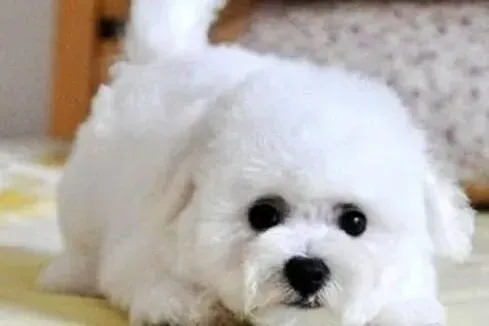比熊犬|比熊犬在不健康的时候有何表现
