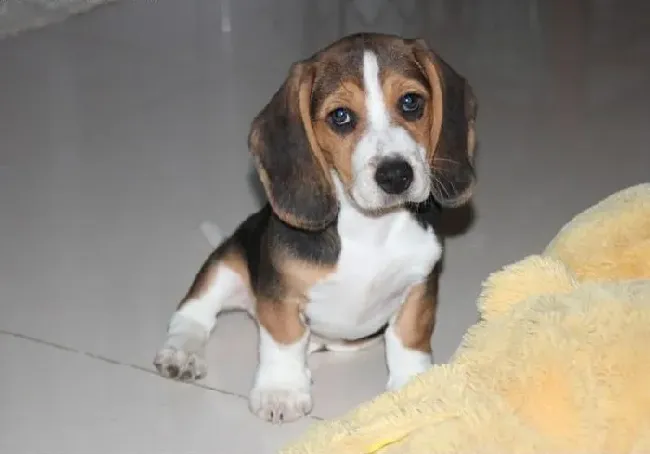 比格犬|怎样饲养老年比格犬？有哪些需要注意