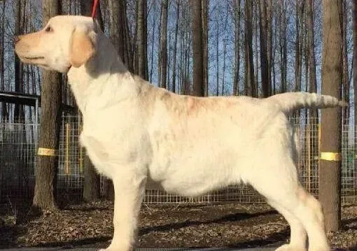 拉布拉多|年幼的拉布拉多犬什么时候可以驱虫