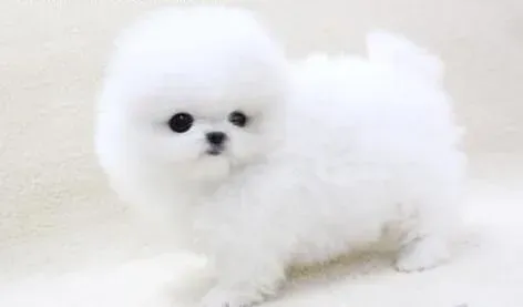 博美犬|把博美犬带回家需要做的事情