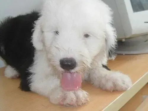 古代牧羊犬|古代牧羊犬吃驱虫药后干呕是正常症状吗