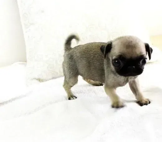 巴哥犬|巴哥犬的生活习性大盘点