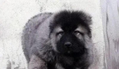 高加索犬|教你在冬季如何正确的饲养高加索犬
