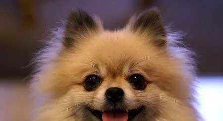 嘴巴尖尖的狗是什么狗 应该是博美犬 | 狗