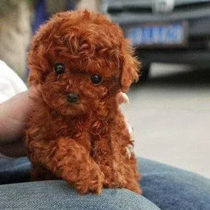 贵宾犬|贵宾犬吃完饭就呕吐，没有精神是什么问题