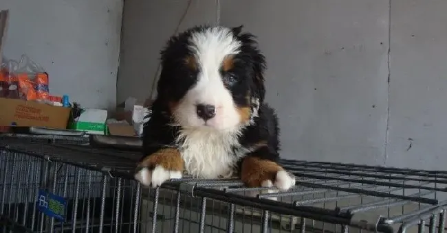 伯恩山犬|伯恩山犬也会咬人吗