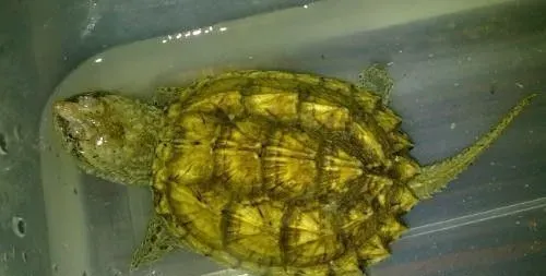 佛鳄龟怎么养 初春和初冬每天中午投食1次 | 佛鳄龟